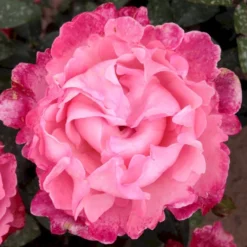 'I Have A Dream'™ Rosa X 'I Have A Dream'™ (Buketrose) A-Kvalitet,- Barrods Roser Min. 3 Grene -GrønGlæde Salgsbutik p17952 51546 rosa x i have a dream buketrose d862