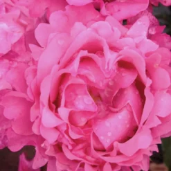 'I Have A Dream'™ Rosa X 'I Have A Dream'™ (Buketrose) A-Kvalitet,- Barrods Roser Min. 3 Grene -GrønGlæde Salgsbutik p17952 51547 rosa x i have a dream buketrose 1899