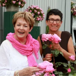 'Our Last Summer'™ Rosa X 'Our Last Summer'™ (Slyngrose) A-Kvalitet,- Barrods Roser Min. 3 Grene -GrønGlæde Salgsbutik p17954 52487 rosa x our last summer slyngrose 4934