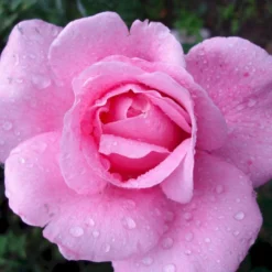 'Our Last Summer'™ Rosa X 'Our Last Summer'™ (Slyngrose) A-Kvalitet,- Barrods Roser Min. 3 Grene -GrønGlæde Salgsbutik p17954 52489 rosa x our last summer slyngrose dd8c