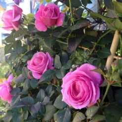 'Our Last Summer'™ Rosa X 'Our Last Summer'™ (Slyngrose) A-Kvalitet,- Barrods Roser Min. 3 Grene -GrønGlæde Salgsbutik p17954 52490 rosa x our last summer slyngrose 01c2