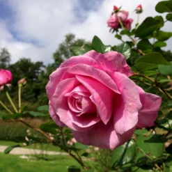 'Our Last Summer'™ Rosa X 'Our Last Summer'™ (Slyngrose) A-Kvalitet,- Barrods Roser Min. 3 Grene -GrønGlæde Salgsbutik p17954 52491 rosa x our last summer slyngrose 11a7