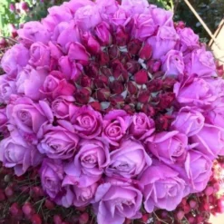 'Our Last Summer'™ Rosa X 'Our Last Summer'™ (Slyngrose) A-Kvalitet,- Barrods Roser Min. 3 Grene -GrønGlæde Salgsbutik p17954 52492 rosa x our last summer slyngrose 3f05