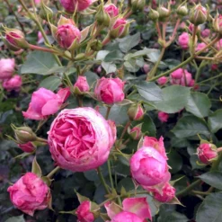 'She Loves You'™ Rosa X 'She Loves You'™ (Buketrose) A-Kvalitet,- Barrods Roser Min. 3 Grene -GrønGlæde Salgsbutik p17955 51711 rosa x she loves you buketrose 9f24