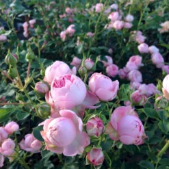 'She Loves You'™ Rosa X 'She Loves You'™ (Buketrose) A-Kvalitet,- Barrods Roser Min. 3 Grene -GrønGlæde Salgsbutik p17955 51712 rosa x she loves you buketrose 4649