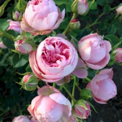 'She Loves You'™ Rosa X 'She Loves You'™ (Buketrose) A-Kvalitet,- Barrods Roser Min. 3 Grene -GrønGlæde Salgsbutik p17955 51713 rosa x she loves you buketrose 4550