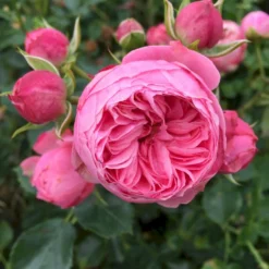 'She Loves You'™ Rosa X 'She Loves You'™ (Buketrose) A-Kvalitet,- Barrods Roser Min. 3 Grene -GrønGlæde Salgsbutik p17955 51714 rosa x she loves you buketrose 6d7d
