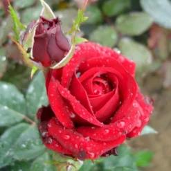 'Fall In Love Again'™ Rosa X 'Fall In Love Again'™ (Buketrose) A-Kvalitet,- Barrods Roser Min. 3 Grene -GrønGlæde Salgsbutik p17957 51474 rosa x fall in love again buketrose a391