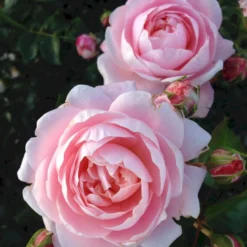 'Inner Wheel Forever'™ Rosa X 'Inner Wheel Forever'™ (Buketrose) A-Kvalitet,- Barrods Roser Min. 3 Grene -GrønGlæde Salgsbutik p17959 51562 rosa x inner wheel forever buketrose 63a7