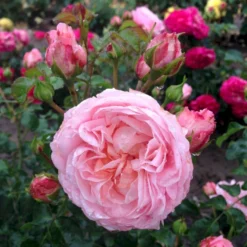 'Inner Wheel Forever'™ Rosa X 'Inner Wheel Forever'™ (Buketrose) A-Kvalitet,- Barrods Roser Min. 3 Grene -GrønGlæde Salgsbutik p17959 51563 rosa x inner wheel forever buketrose 4548