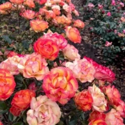 'My Story'™ Rosa X 'My Story'™ (Buketrose) A-Kvalitet,- Barrods Roser Min. 3 Grene