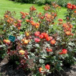 'My Story'™ Rosa X 'My Story'™ (Buketrose) A-Kvalitet,- Barrods Roser Min. 3 Grene -GrønGlæde Salgsbutik p17961 51633 rosa x my story buketrose 2317