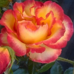 'My Story'™ Rosa X 'My Story'™ (Buketrose) A-Kvalitet,- Barrods Roser Min. 3 Grene -GrønGlæde Salgsbutik p17961 51634 rosa x my story buketrose 52e8