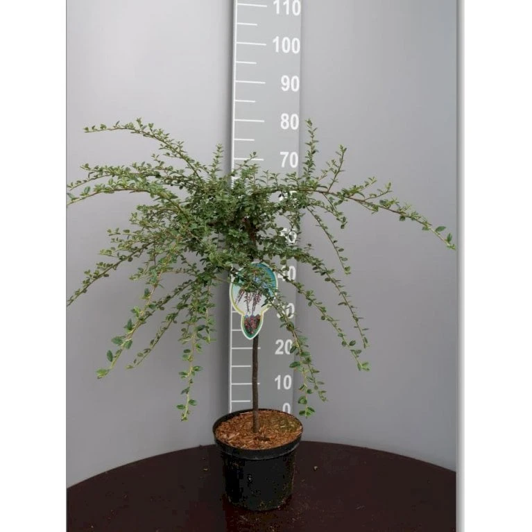 Dværgmispel 'Variegatus' Cotoneaster Atropurpureus 'Variegatus' Opstammet 60 Cm. Med Potte 1 Dværgmispel 'Variegatus' Cotoneaster Atropurpureus 'Variegatus' Opstammet 60 Cm. Med Potte