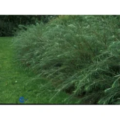 Rosmarinpil Salix Repens 'Rosmarinifolia' Potte 7,5 Liter 80-100 Cm. -GrønGlæde Salgsbutik p1809 1437 salix repens rosmarinifolia e42c