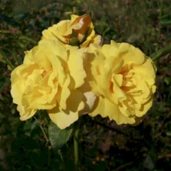 'Chinatown'™ Rosa X 'Chinatown'™ (Buketrose) A-Kvalitet,- Barrods Roser Min. 3 Grene