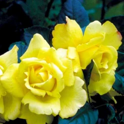 'Chinatown'™ Rosa X 'Chinatown'™ (Buketrose) A-Kvalitet,- Barrods Roser Min. 3 Grene -GrønGlæde Salgsbutik p1893 52334 rosa x chinatown buketrose d3a9