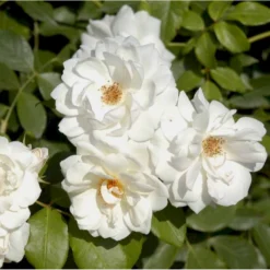 'Climbing Schneewittchen' Rosa X 'Climbing Schneewittchen' A-Kvalitet,- Barrods Roser Min. 3 Grene -GrønGlæde Salgsbutik p1894 52341 rosa x climbing schneewittchen cf87