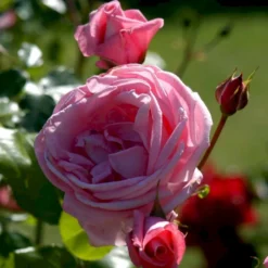 'Coral Dawn' Rosa X 'Coral Dawn' (Slyngrose) A-Kvalitet,- Barrods Roser Min. 3 Grene -GrønGlæde Salgsbutik p1895 52349 rosa x coral dawn slyngrose ee34