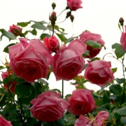 'Coral Dawn' Rosa X 'Coral Dawn' (Slyngrose) A-Kvalitet,- Barrods Roser Min. 3 Grene -GrønGlæde Salgsbutik p1895 52350 rosa x coral dawn slyngrose 635b