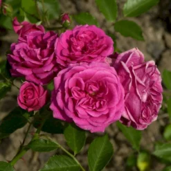 'Elmshorn'® Rosa X 'Elmshorn'® (Buskrose) A-Kvalitet,- Barrods Roser Min. 3 Grene -GrønGlæde Salgsbutik p1896 53561 rosa x elmshorn buskrose 1d83