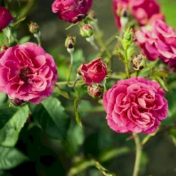 'Elmshorn'® Rosa X 'Elmshorn'® (Buskrose) A-Kvalitet,- Barrods Roser Min. 3 Grene -GrønGlæde Salgsbutik p1896 53562 rosa x elmshorn buskrose 86b0