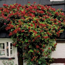 'Flammentanz'® Rosa X 'Flammentanz'® (Slyngrose) A-Kvalitet,- Barrods Roser Min. 3 Grene -GrønGlæde Salgsbutik p1898 52388 rosa x flammentanz slyngrose 76a8