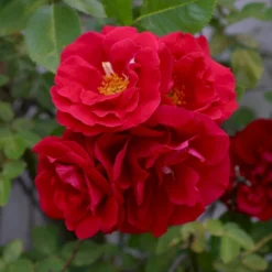 'Flammentanz'® Rosa X 'Flammentanz'® (Slyngrose) A-Kvalitet,- Barrods Roser Min. 3 Grene -GrønGlæde Salgsbutik p1898 53563 rosa x flammentanz slyngrose 9153
