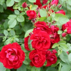 'Flammentanz'® Rosa X 'Flammentanz'® (Slyngrose) A-Kvalitet,- Barrods Roser Min. 3 Grene -GrønGlæde Salgsbutik p1898 53564 rosa x flammentanz slyngrose a073