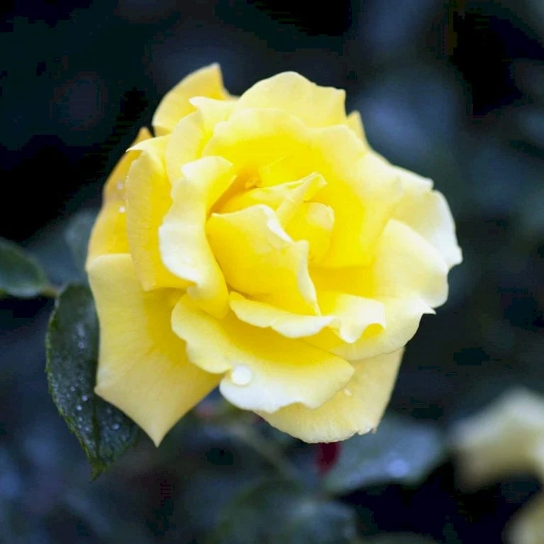 'Goldstern'® Rosa Kordesii 'Goldstern'® (Slyngrose) A-Kvalitet,- Barrods Roser Min. 3 Grene 1 'Goldstern'® Rosa Kordesii 'Goldstern'® (Slyngrose) A-Kvalitet,- Barrods Roser Min. 3 Grene