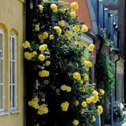 'Goldstern'® Rosa Kordesii 'Goldstern'® (Slyngrose) A-Kvalitet,- Barrods Roser Min. 3 Grene 8 'Goldstern'® Rosa Kordesii 'Goldstern'® (Slyngrose) A-Kvalitet,- Barrods Roser Min. 3 Grene -GrønGlæde Salgsbutik p1900 52414 rosa kordesii goldstern slyngrose 9feb