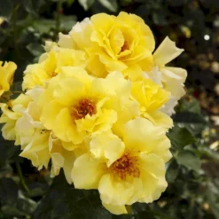 'Lichtkönigin Lucia'® Rosa X 'Lichtkönigin Lucia'® (Buketrose) A-Kvalitet,- Barrods Roser Min. 3 Grene -GrønGlæde Salgsbutik p1901 53600 rosa x lichtkoenigin lucia buketrose b4be