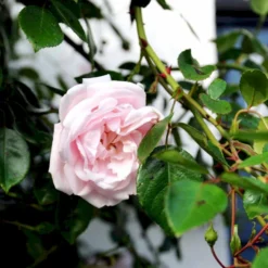 'New Dawn' Rosa X 'New Dawn' (Slyngrose) A-Kvalitet,- Barrods Roser Min. 3 Grene -GrønGlæde Salgsbutik p1902 52479 rosa x new dawn slyngrose f6c4