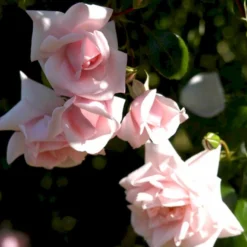 'New Dawn' Rosa X 'New Dawn' (Slyngrose) A-Kvalitet,- Barrods Roser Min. 3 Grene -GrønGlæde Salgsbutik p1902 52480 rosa x new dawn slyngrose be37