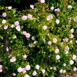 'New Dawn' Rosa X 'New Dawn' (Slyngrose) A-Kvalitet,- Barrods Roser Min. 3 Grene -GrønGlæde Salgsbutik p1902 52481 rosa x new dawn slyngrose 6064