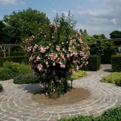 'Rosenholm'™ Rosa X 'Rosenholm'™ (Slyngrose) A-Kvalitet,- Barrods Roser Min. 3 Grene -GrønGlæde Salgsbutik p1911 52251 rosa x rosenholm slyngrose 1f2c