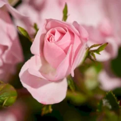 'Rosenholm'™ Rosa X 'Rosenholm'™ (Slyngrose) A-Kvalitet,- Barrods Roser Min. 3 Grene -GrønGlæde Salgsbutik p1911 52252 rosa x rosenholm slyngrose b50b