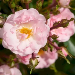 'Rosenholm'™ Rosa X 'Rosenholm'™ (Slyngrose) A-Kvalitet,- Barrods Roser Min. 3 Grene -GrønGlæde Salgsbutik p1911 52253 rosa x rosenholm slyngrose 76c9