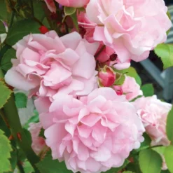 'Rosenholm'™ Rosa X 'Rosenholm'™ (Slyngrose) A-Kvalitet,- Barrods Roser Min. 3 Grene -GrønGlæde Salgsbutik p1911 52254 rosa x rosenholm slyngrose f77f