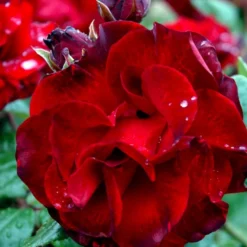 'Santana'® Rosa X 'Santana'® (Slyngrose) A-Kvalitet,- Barrods Roser Min. 3 Grene -GrønGlæde Salgsbutik p1913 52891 rosa x santana slyngrose fc5a