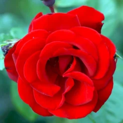 'Santana'® Rosa X 'Santana'® (Slyngrose) A-Kvalitet,- Barrods Roser Min. 3 Grene -GrønGlæde Salgsbutik p1913 52892 rosa x santana slyngrose bab8