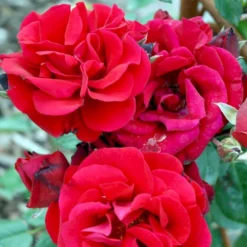 'Santana'® Rosa X 'Santana'® (Slyngrose) A-Kvalitet,- Barrods Roser Min. 3 Grene -GrønGlæde Salgsbutik p1913 52893 rosa x santana slyngrose 14cb