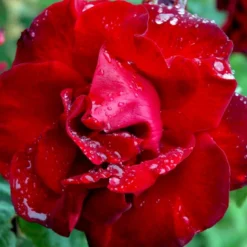 'Santana'® Rosa X 'Santana'® (Slyngrose) A-Kvalitet,- Barrods Roser Min. 3 Grene -GrønGlæde Salgsbutik p1913 52894 rosa x santana slyngrose d573