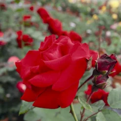 'Santana'® Rosa X 'Santana'® (Slyngrose) A-Kvalitet,- Barrods Roser Min. 3 Grene -GrønGlæde Salgsbutik p1913 54036 rosa x santana slyngrose 0ca8