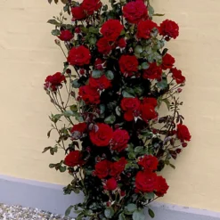 'That's Jazz'™ Rosa X 'That's Jazz'™ (Slyngrose) A-Kvalitet,- Barrods Roser Min. 3 Grene