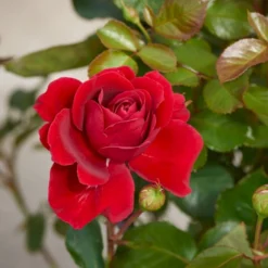 'That's Jazz'™ Rosa X 'That's Jazz'™ (Slyngrose) A-Kvalitet,- Barrods Roser Min. 3 Grene -GrønGlæde Salgsbutik p1916 52257 rosa x that s jazz slyngrose 9352