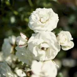 'Waltz'™ Rosa X 'Waltz'™ (Slyngrose) A-Kvalitet,- Barrods Roser Min. 3 Grene -GrønGlæde Salgsbutik p1918 52263 rosa x waltz slyngrose 34e2