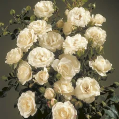 'Waltz'™ Rosa X 'Waltz'™ (Slyngrose) A-Kvalitet,- Barrods Roser Min. 3 Grene -GrønGlæde Salgsbutik p1918 52264 rosa x waltz slyngrose 4ba5