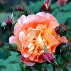 'Westerland'® Rosa X 'Westerland'® (Slyngrose) A-Kvalitet,- Barrods Roser Min. 3 Grene -GrønGlæde Salgsbutik p1919 52926 rosa x westerland buskrose 248d