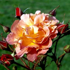 'Westerland'® Rosa X 'Westerland'® (Slyngrose) A-Kvalitet,- Barrods Roser Min. 3 Grene -GrønGlæde Salgsbutik p1919 52928 rosa x westerland buskrose 192b